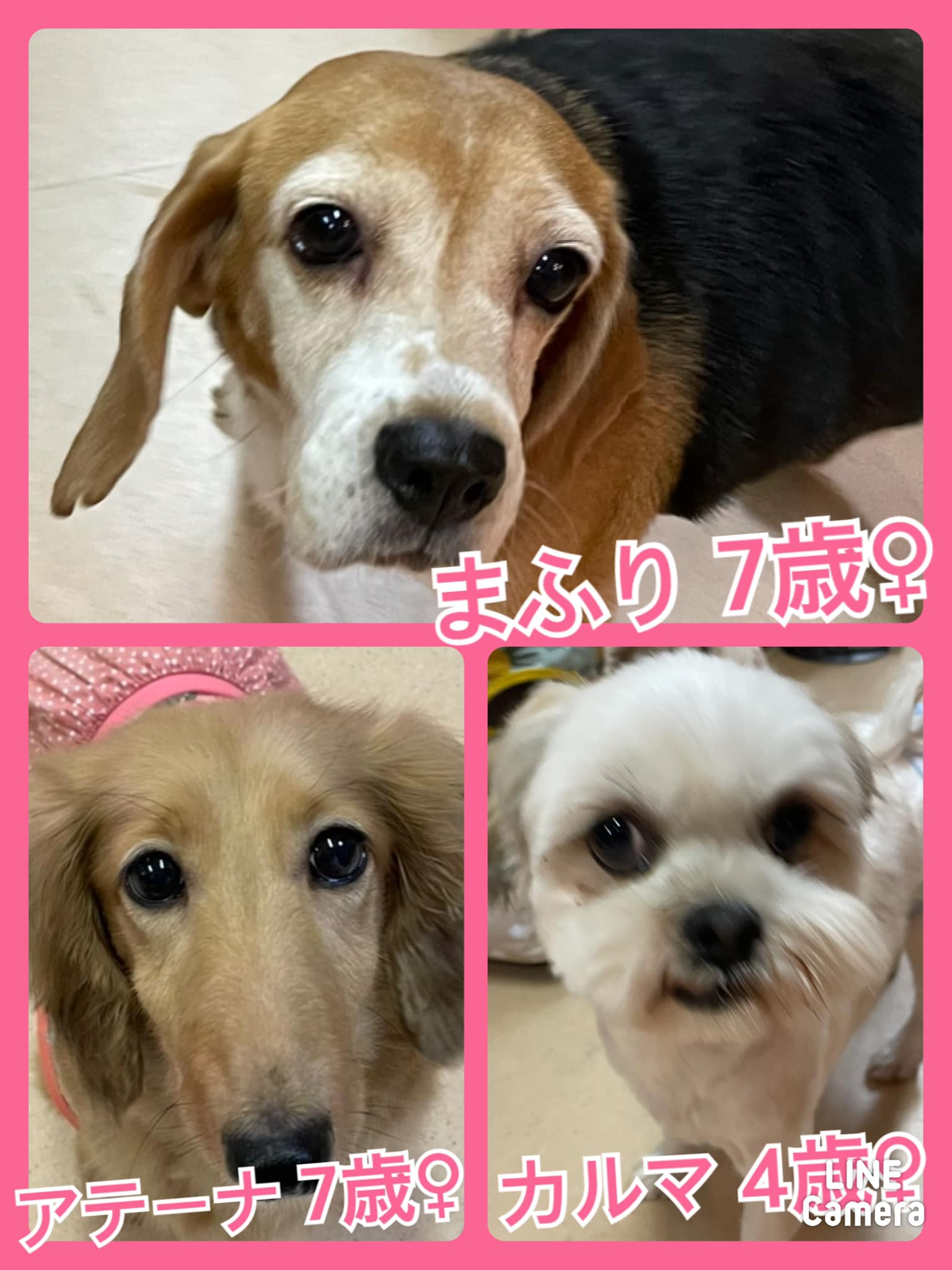 🐾今日の里親様募集中ワンコ🐶メンバーです🐾2021,9,15